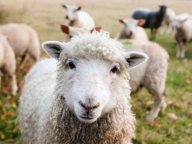 La domotique s’invite dans les maisons… et chez les éleveurs de moutons !